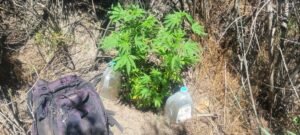 Water hack for growing cannabis in a dry climate.