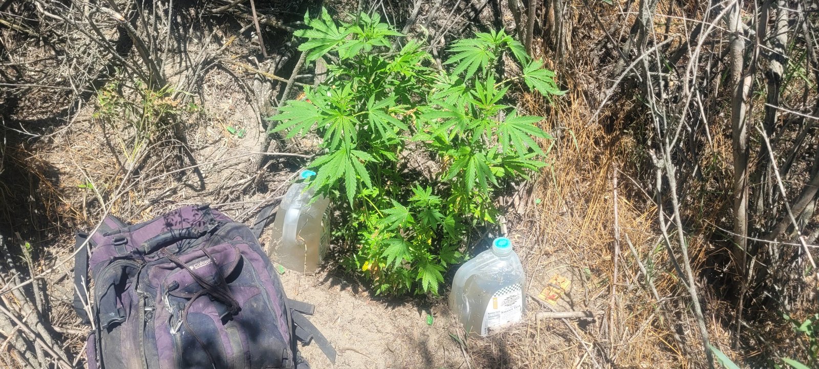 Water hack for growing cannabis in a dry climate.