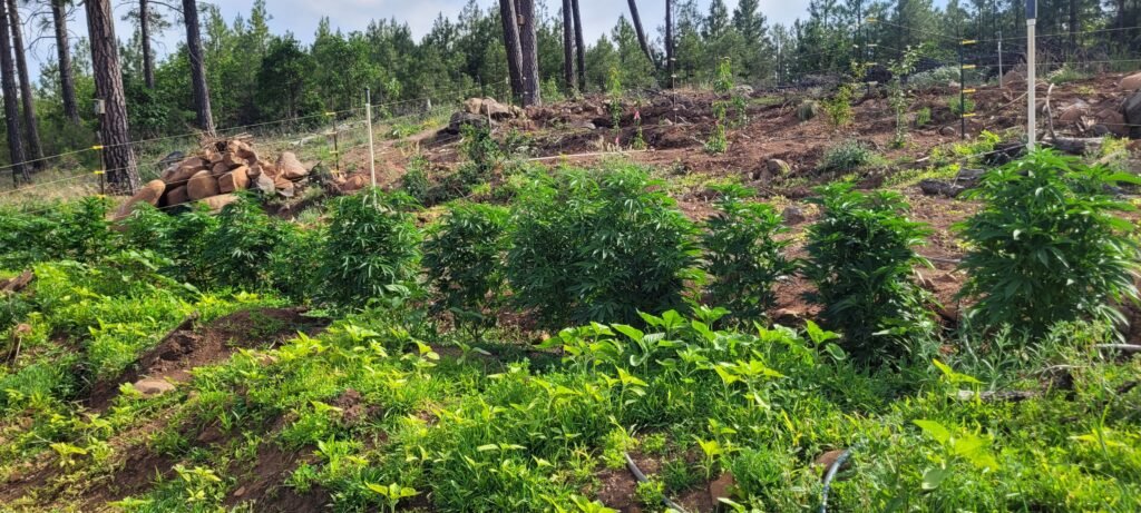 Cannabis plants are exploding with new growth.
