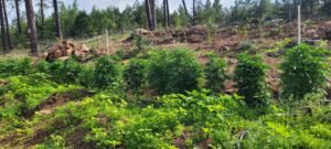 Cannabis plants are exploding with new growth.