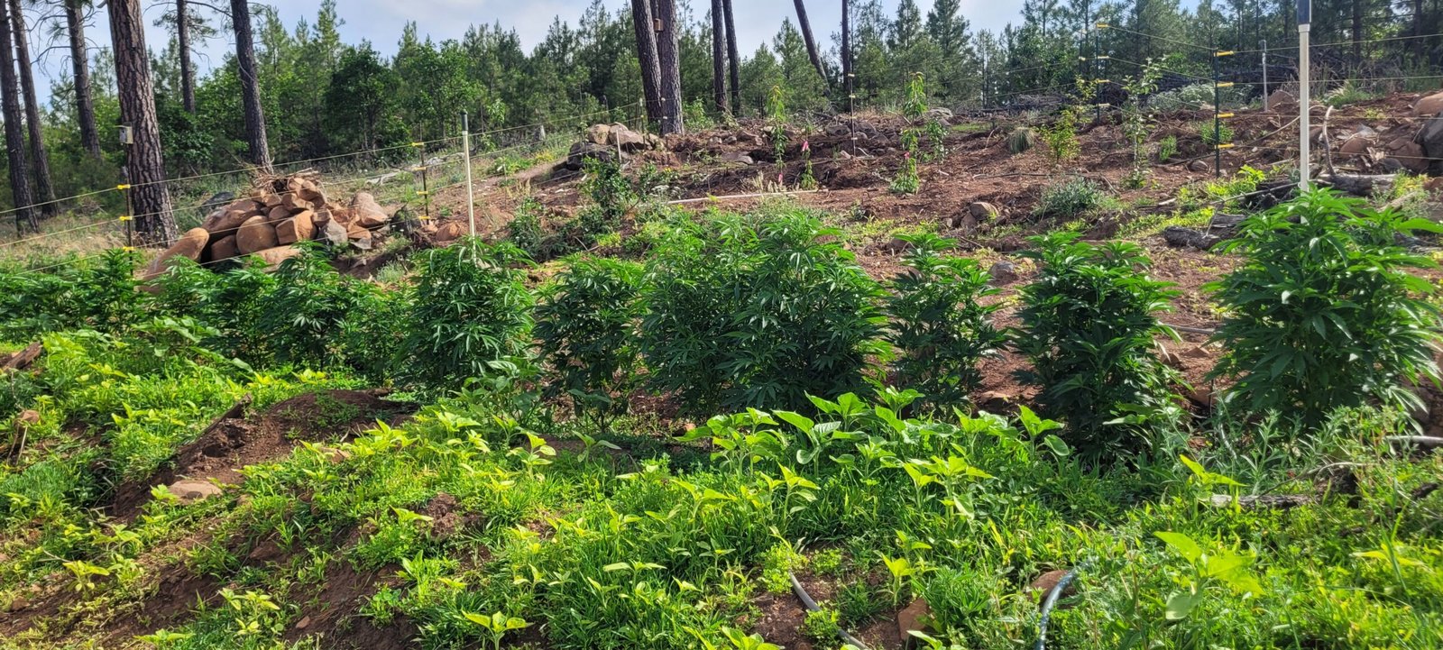 Cannabis plants are exploding with new growth.