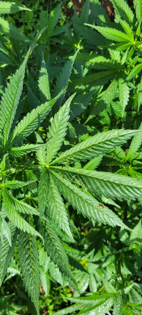 Lady bug looking for pests to eat on cannabis.