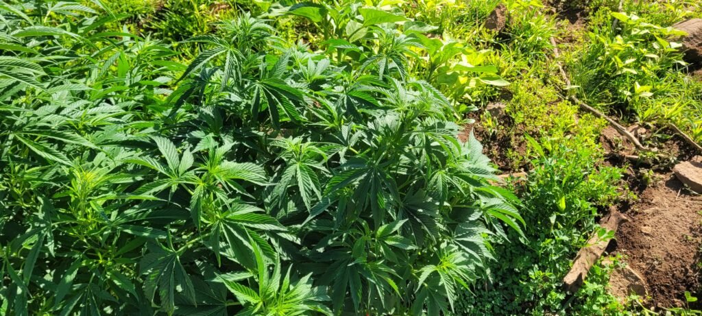 Father BadAss BB's Plant.