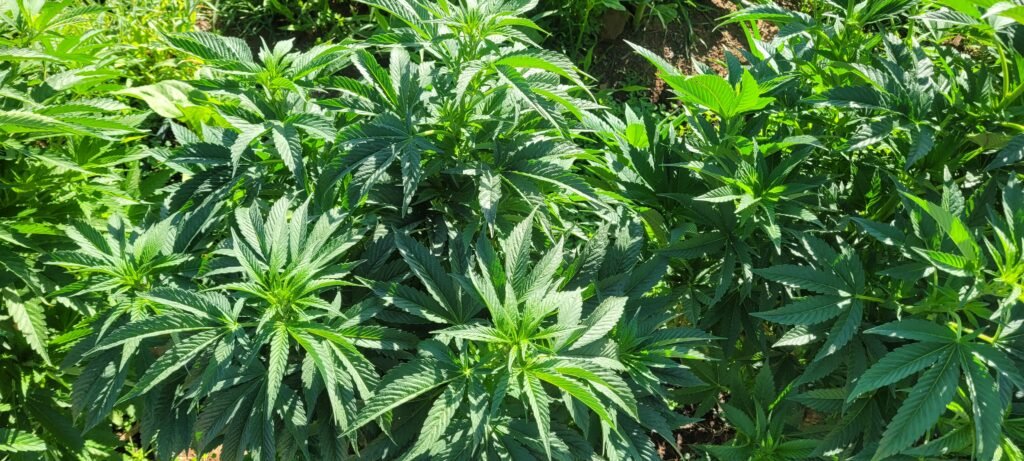 BadAss male cannabis plant.