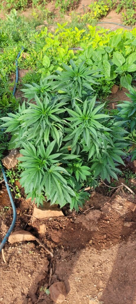 Nice male BB's cannabis plant.