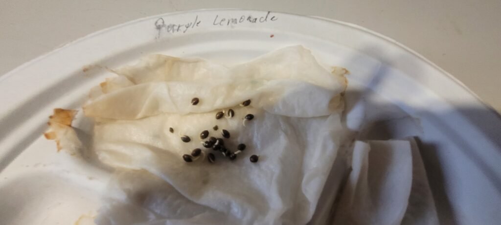 Purple Lemonade germ test at JCS.