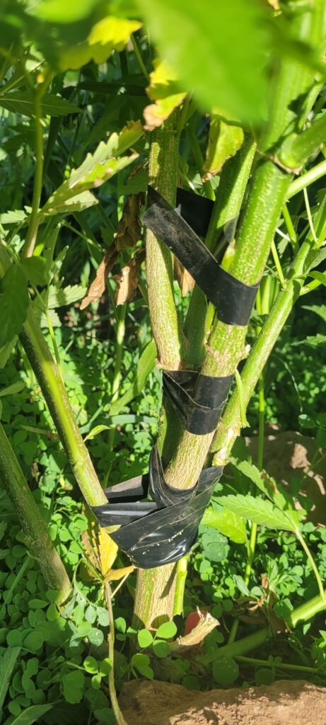 Repair a broken cannabis limb guerrilla style.