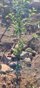 Stabilize newly planted fruit trees with rocks around the trunk.