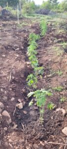 Cannabis plants struggling to grow in the cold spring weather.