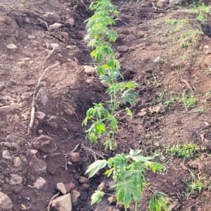Cannabis plants struggling to grow in the cold spring weather.