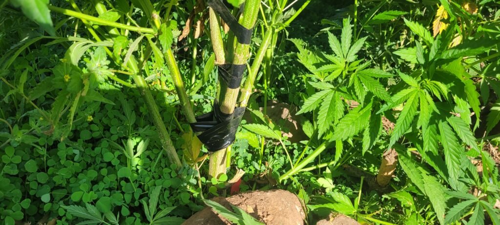Repairing a broken cannabis limb with electrical tape.