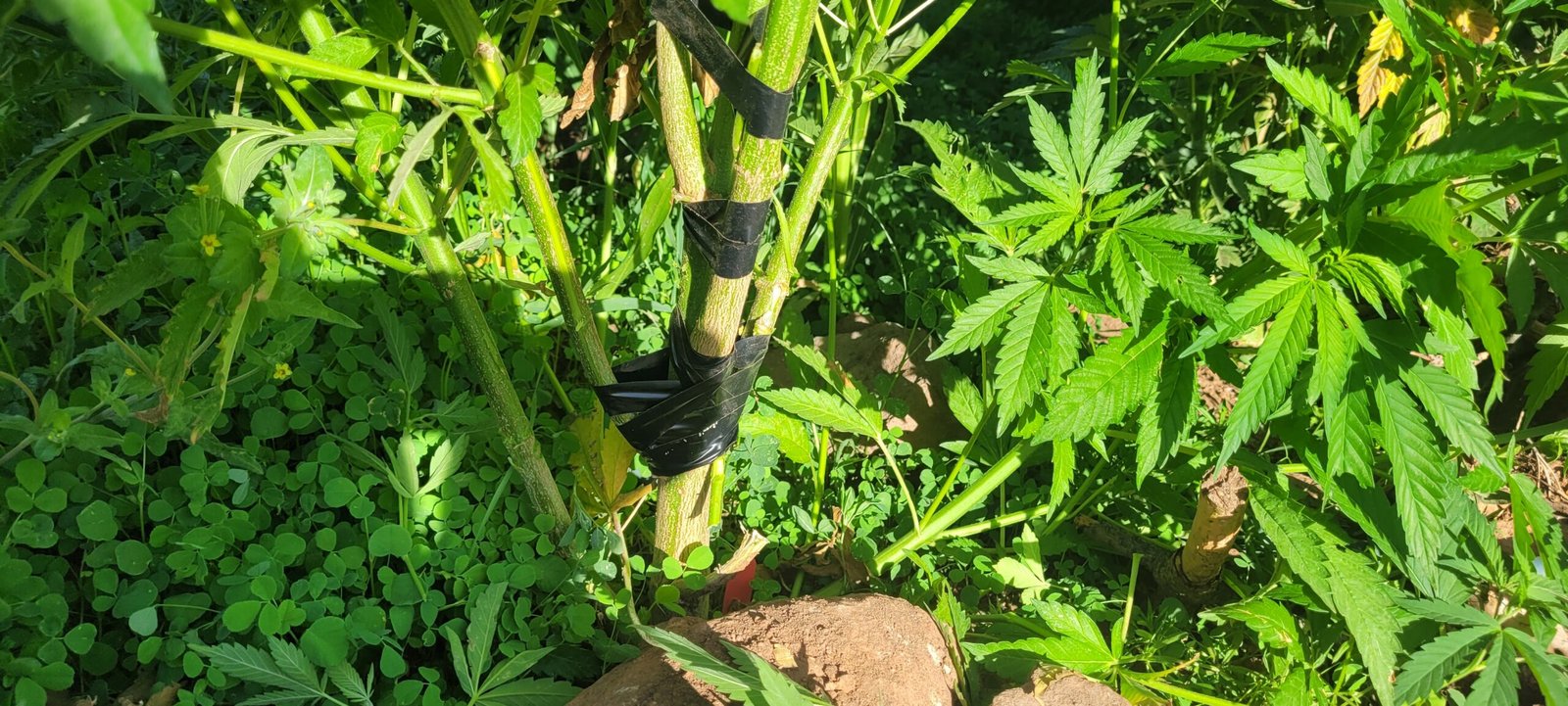 Repairing a broken cannabis limb with electrical tape.