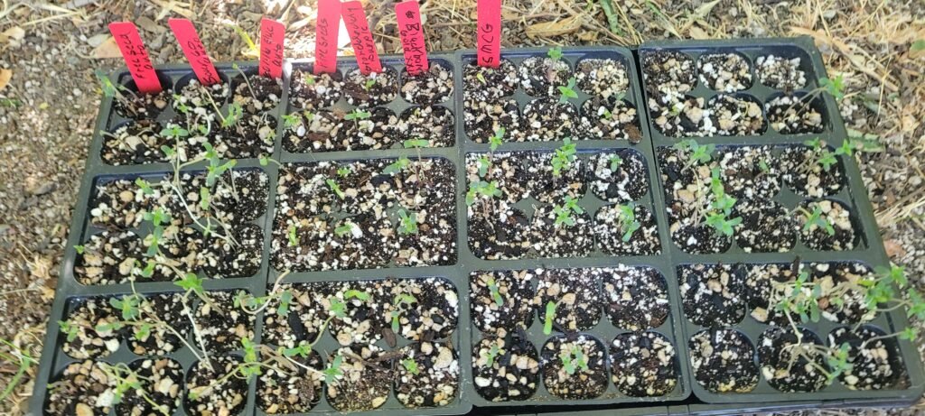 Getting 100% germination at Just Cannabis Seed!