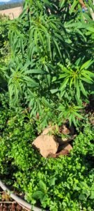 Stabilize the cannabis plants with rocks.
