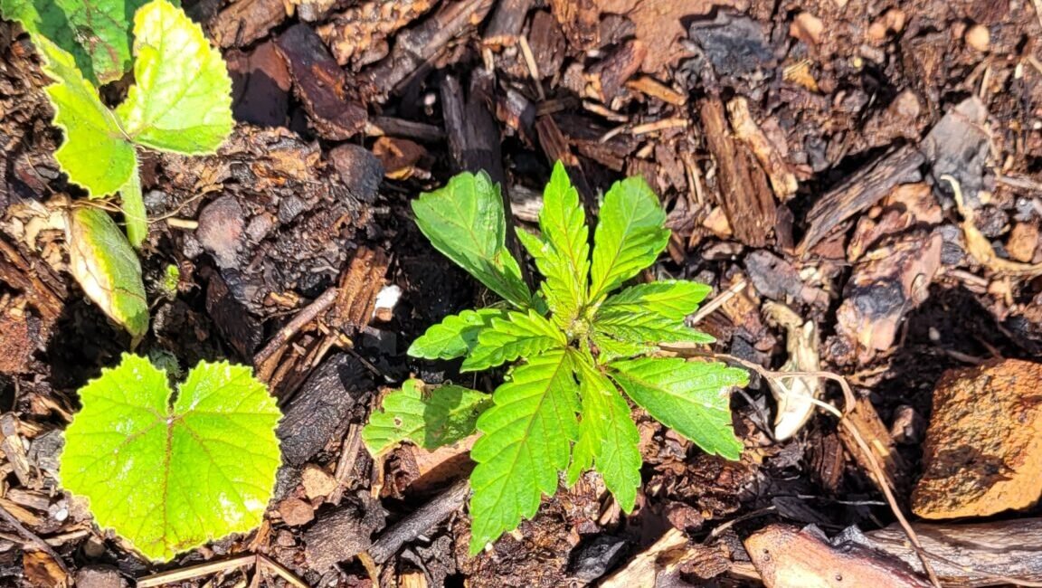 A volunteer cannabis plant at Stony Oasis Farms.