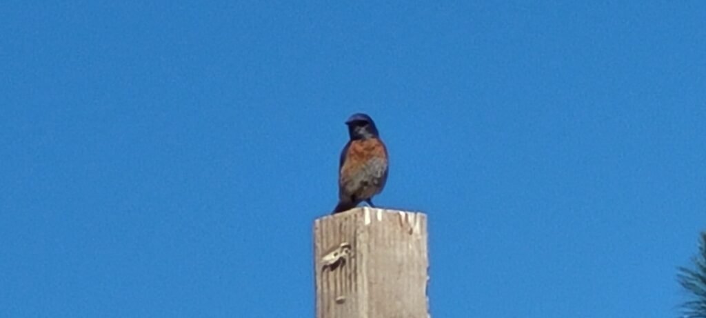 Bluebird nesting at Stony Oasis.