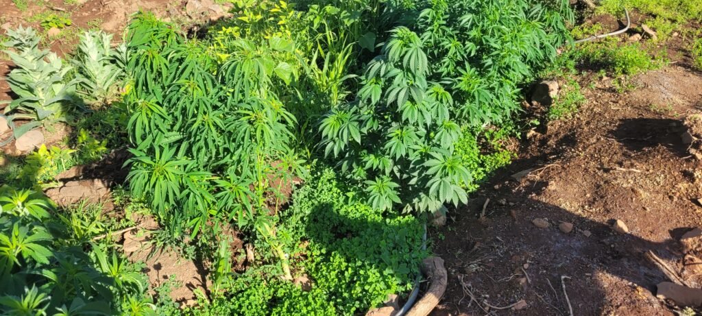 Is the wind loosening your cannabis plants?