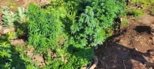 Is the wind loosening your cannabis plants?