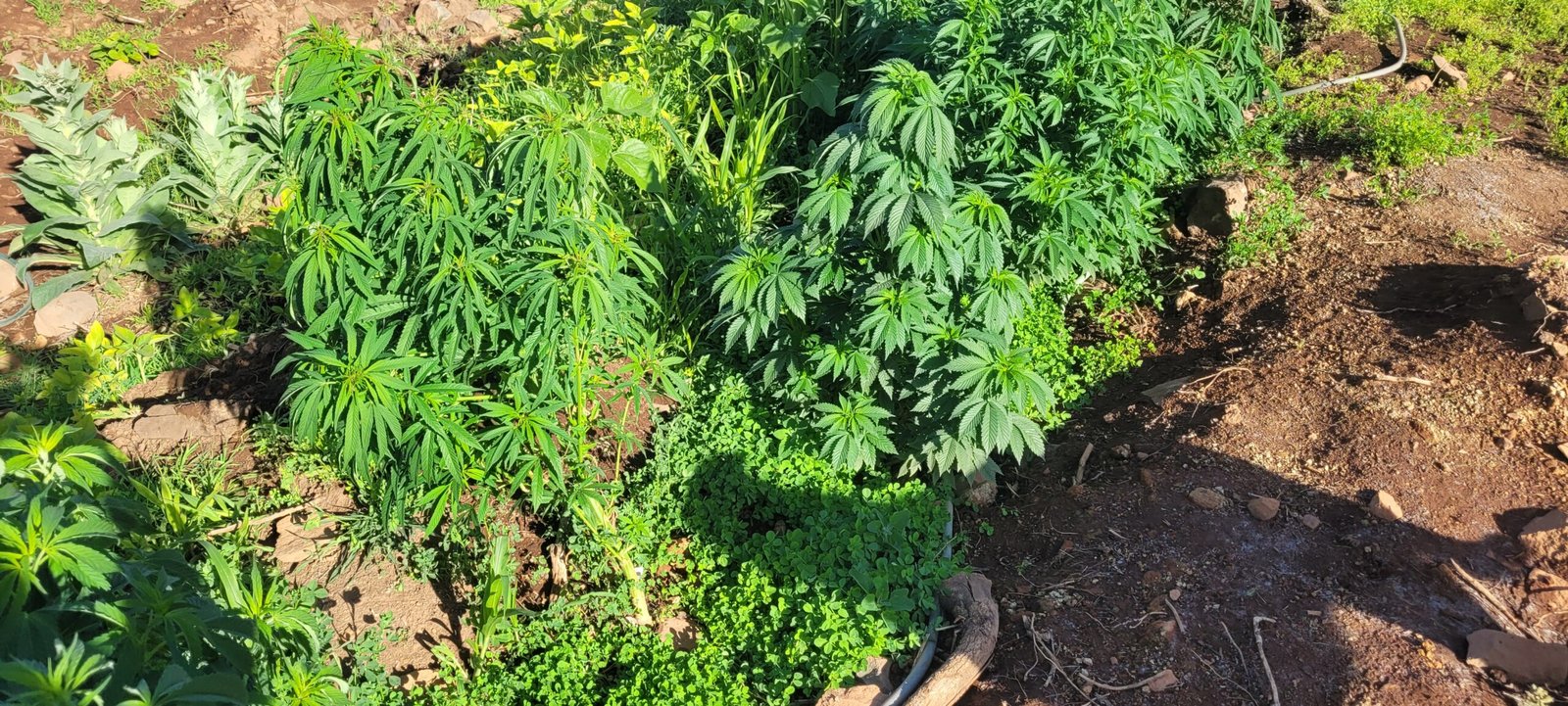 Is the wind loosening your cannabis plants?