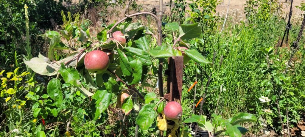Apple tree planted at Stony Oasis farms.