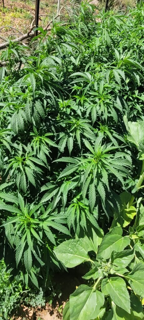 Male BadAss BB's cannabis plant for breeding.