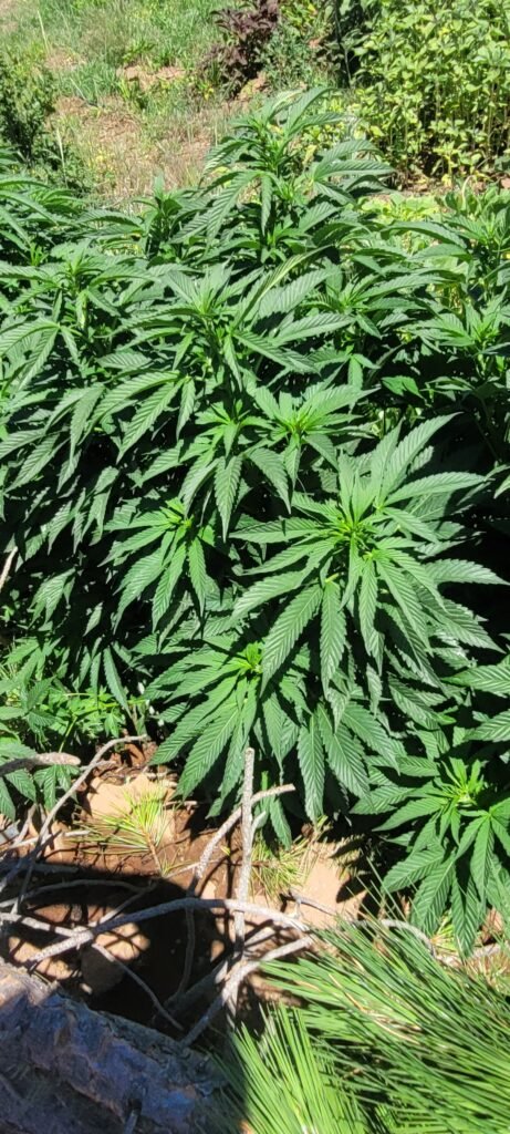 Male BadAss BB's cannabis plants for breeding.