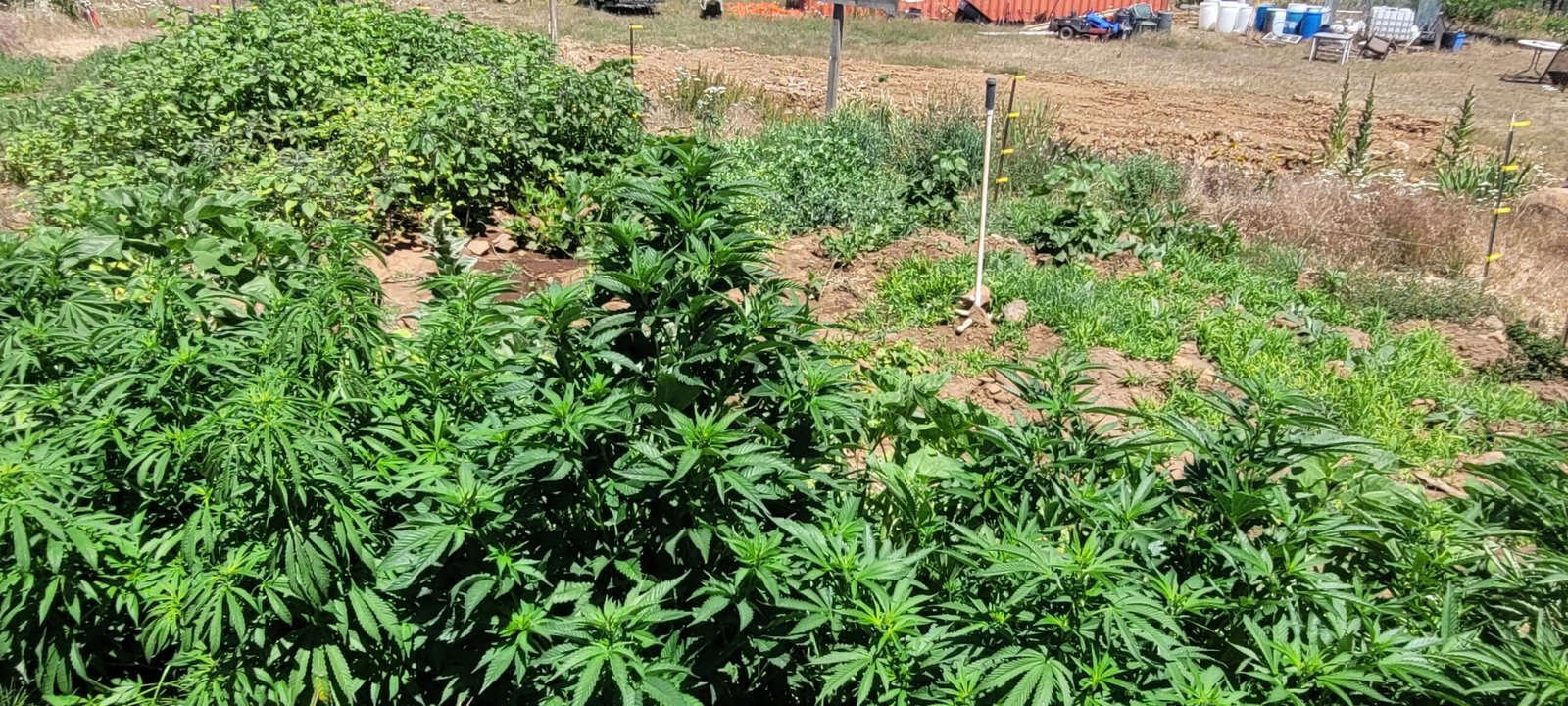 Beautiful male cannabis plant...BadAss BB's.