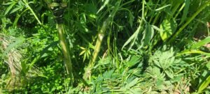I accidentally broke my cannabis plant!