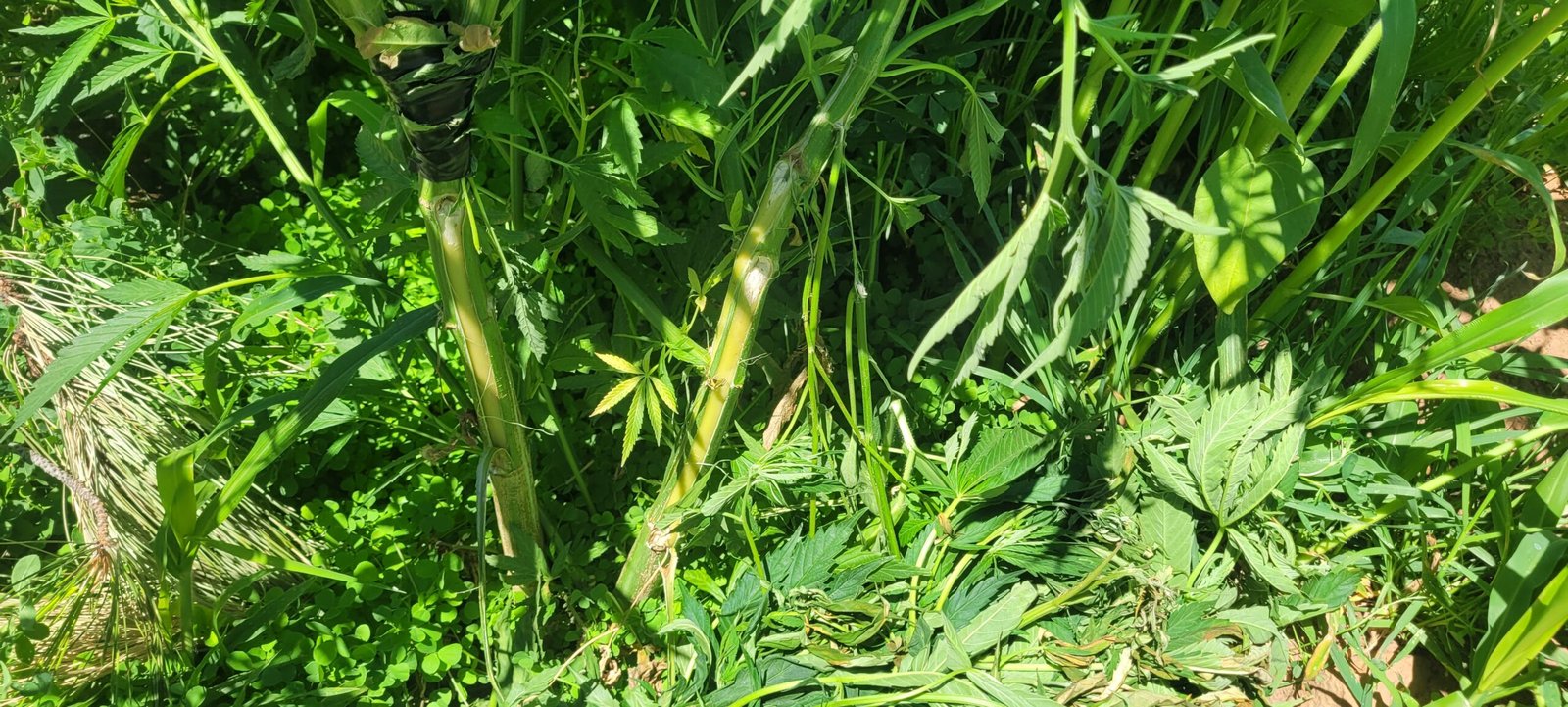 I accidentally broke my cannabis plant!