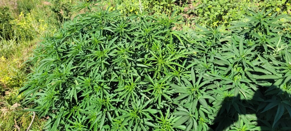 Bushy cannabis plant at Stony Oasis Farms.
