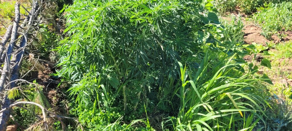 Broken cannabis plant healing.