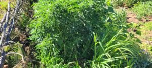 Broken cannabis plant healing.