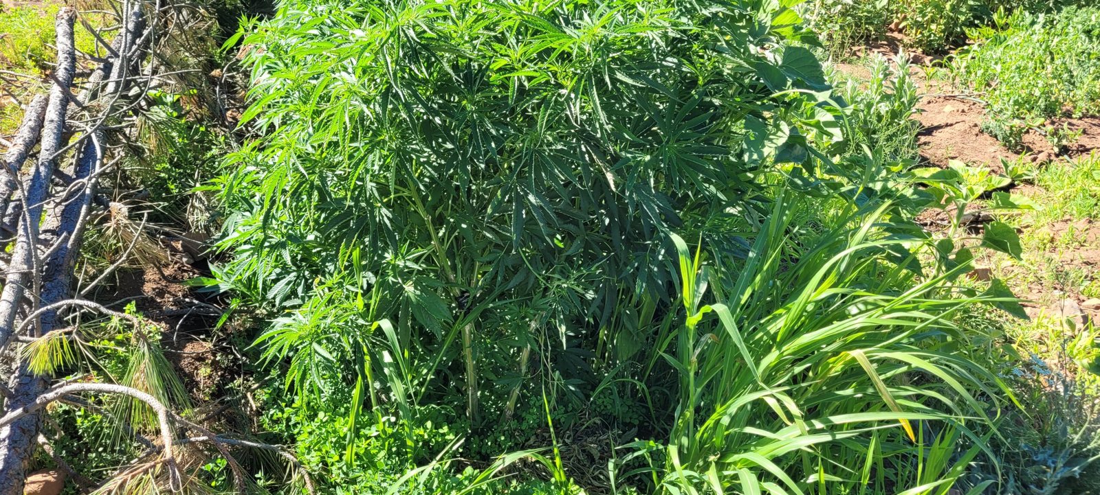 Broken cannabis plant healing.