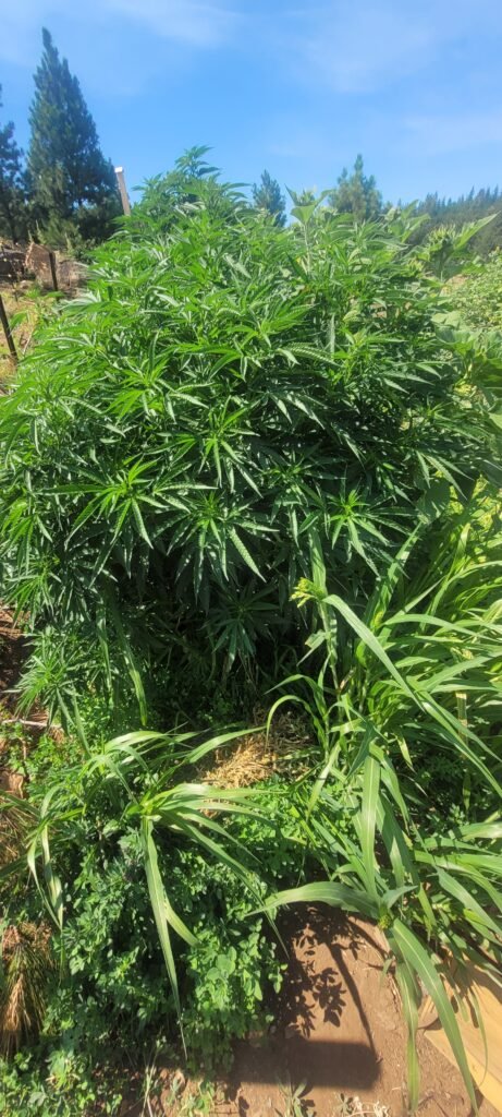 Plant that was severely damaged just a few weeks ago...recovers!
