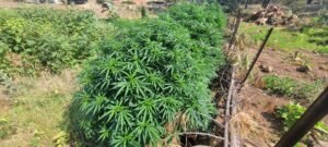 The D'Qar cannabis strain thriving in the Dryland Hugelkultur Bed at Stony Oasis Farms.