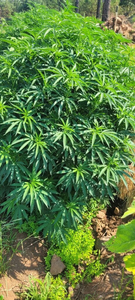D'Qar cannabis plant growing at Stony Oasis Farms.