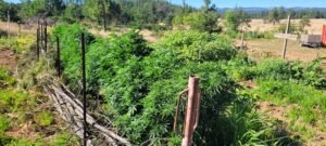 The Drylanf Hugelkultur Grow in the dog days of summer.