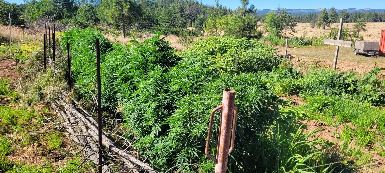 The Drylanf Hugelkultur Grow in the dog days of summer.