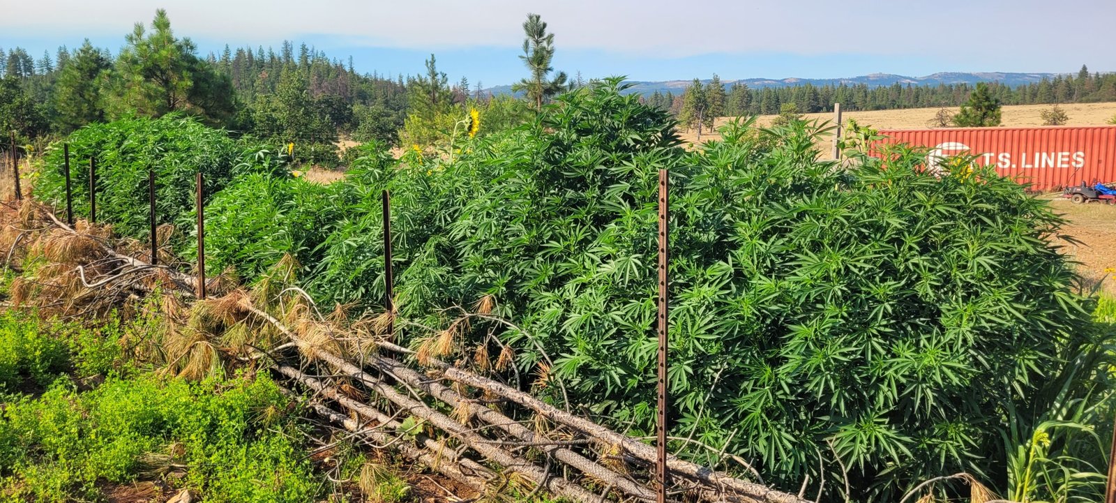 The hugelkultur beds are pushing the plants to the extreme. 7 feet tall by late July!