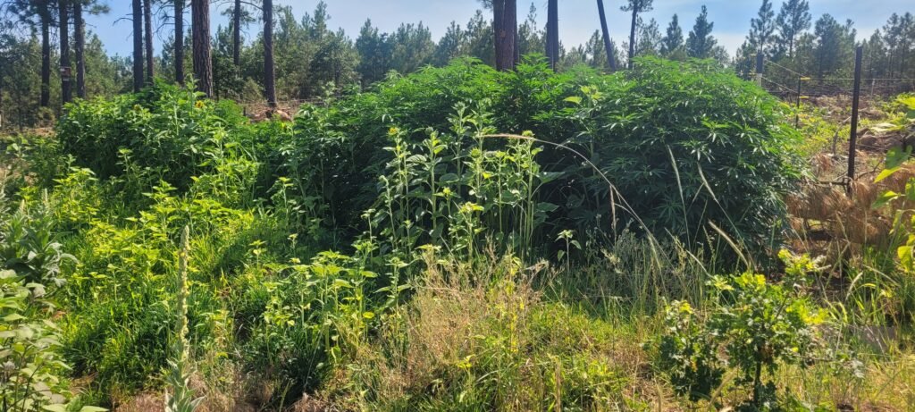 The plants are getting big at the 2026 hugelkultur Cannabis grow up at Stony Oasis Farms.