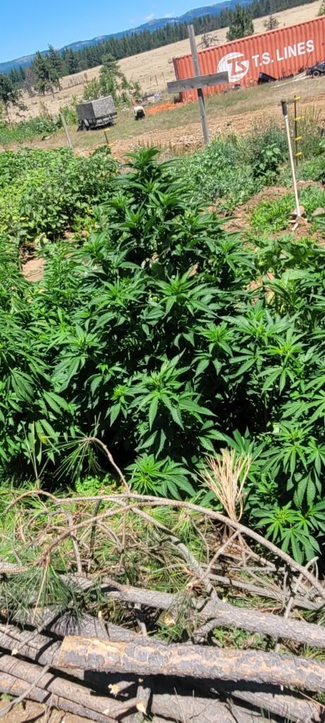 BadAss BB's male cannabis plant.