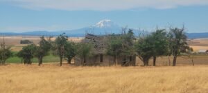 This is an image of Mt Adams along Hwy 97 near Stony Oasis Farms.