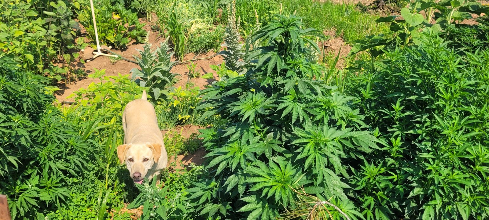 The Black Tiger Cannabis runt recovers at Stony Oasis Farms.