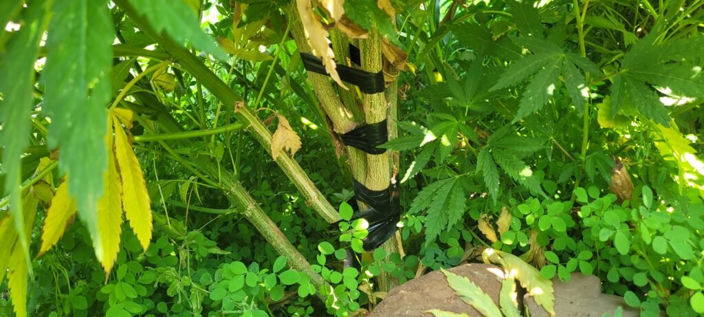 Broken cannabis limb repaired with tape...Stony Oasis Farms.