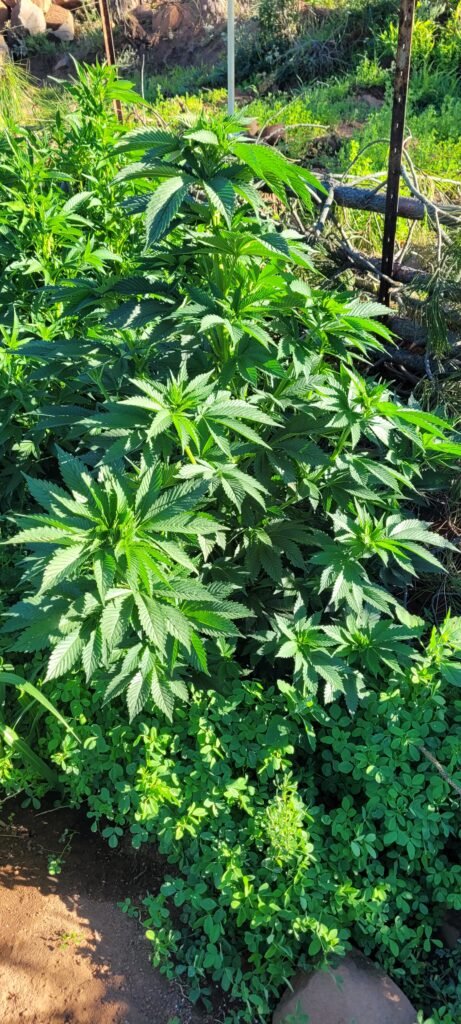This years runt in the cannabis grow.