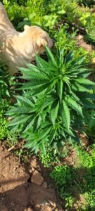 The Black Tiger runt at Stony Oasis Farms.