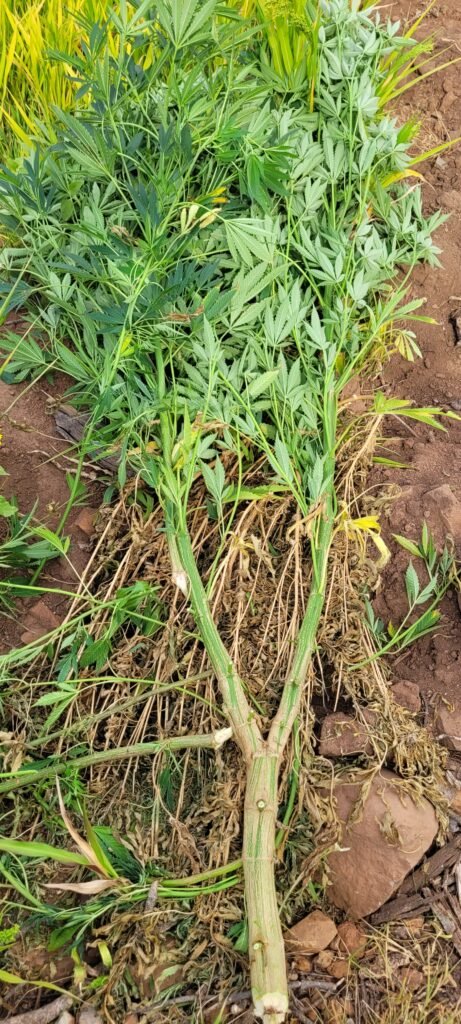 Plant topped just once when 2 feet tall.
