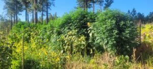 Cannabis plants at Stony Oasis Farms are getting huge! How big will they get?