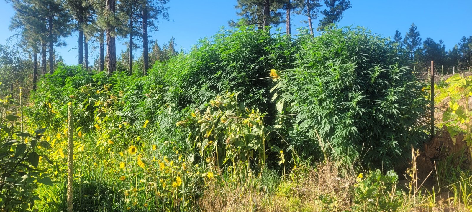 Cannabis plants at Stony Oasis Farms are getting huge! How big will they get?