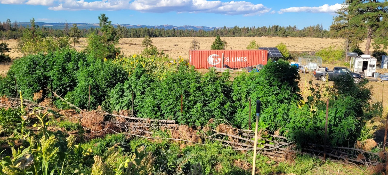 The cannabis plants up at Stony Oasis Farms at the end of August 2026.
